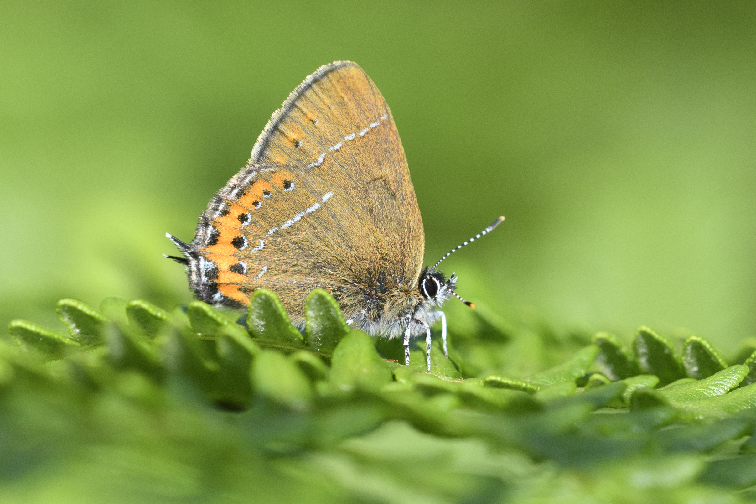 Black Hairstreak.jpg