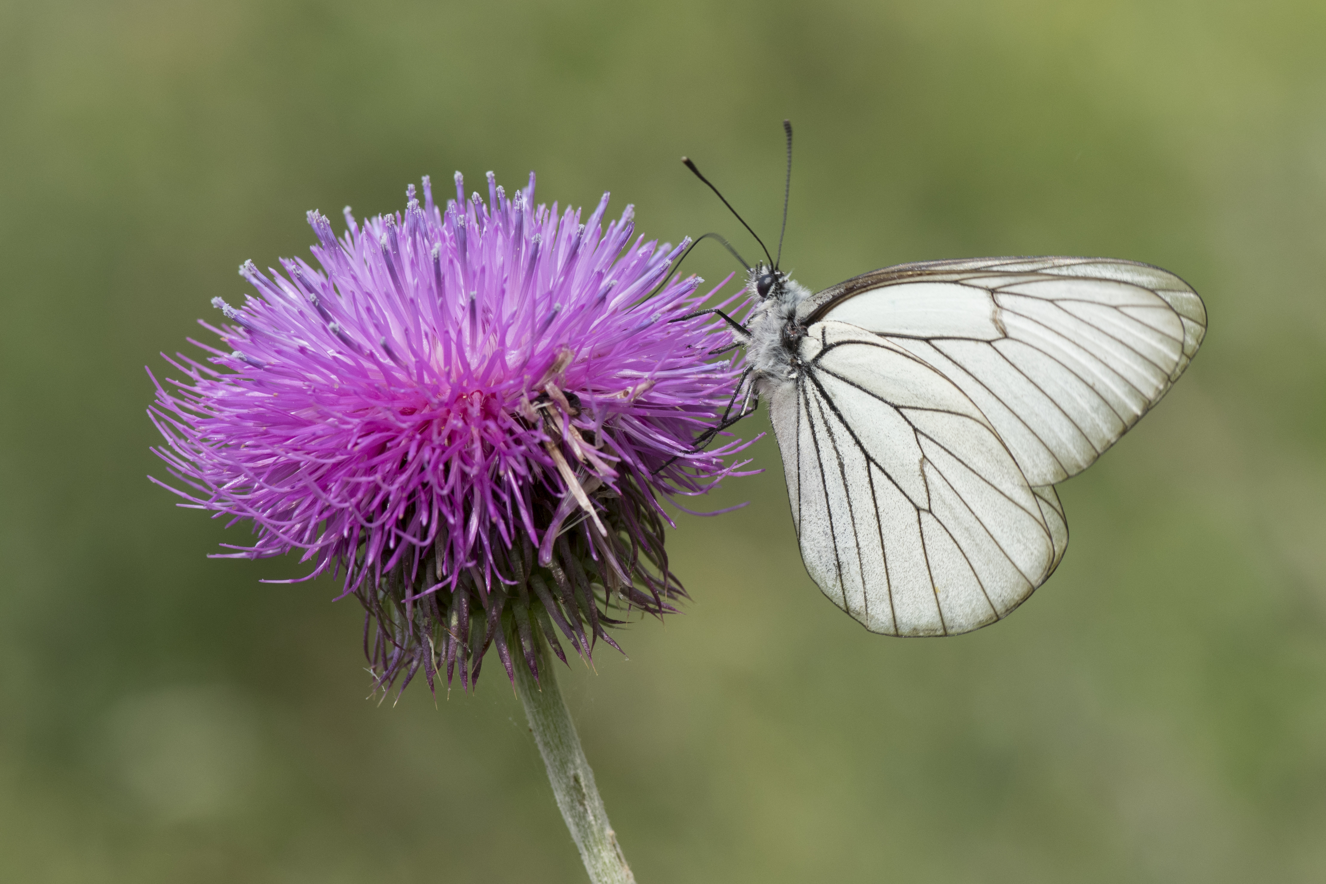 Black-veined White_2.jpg