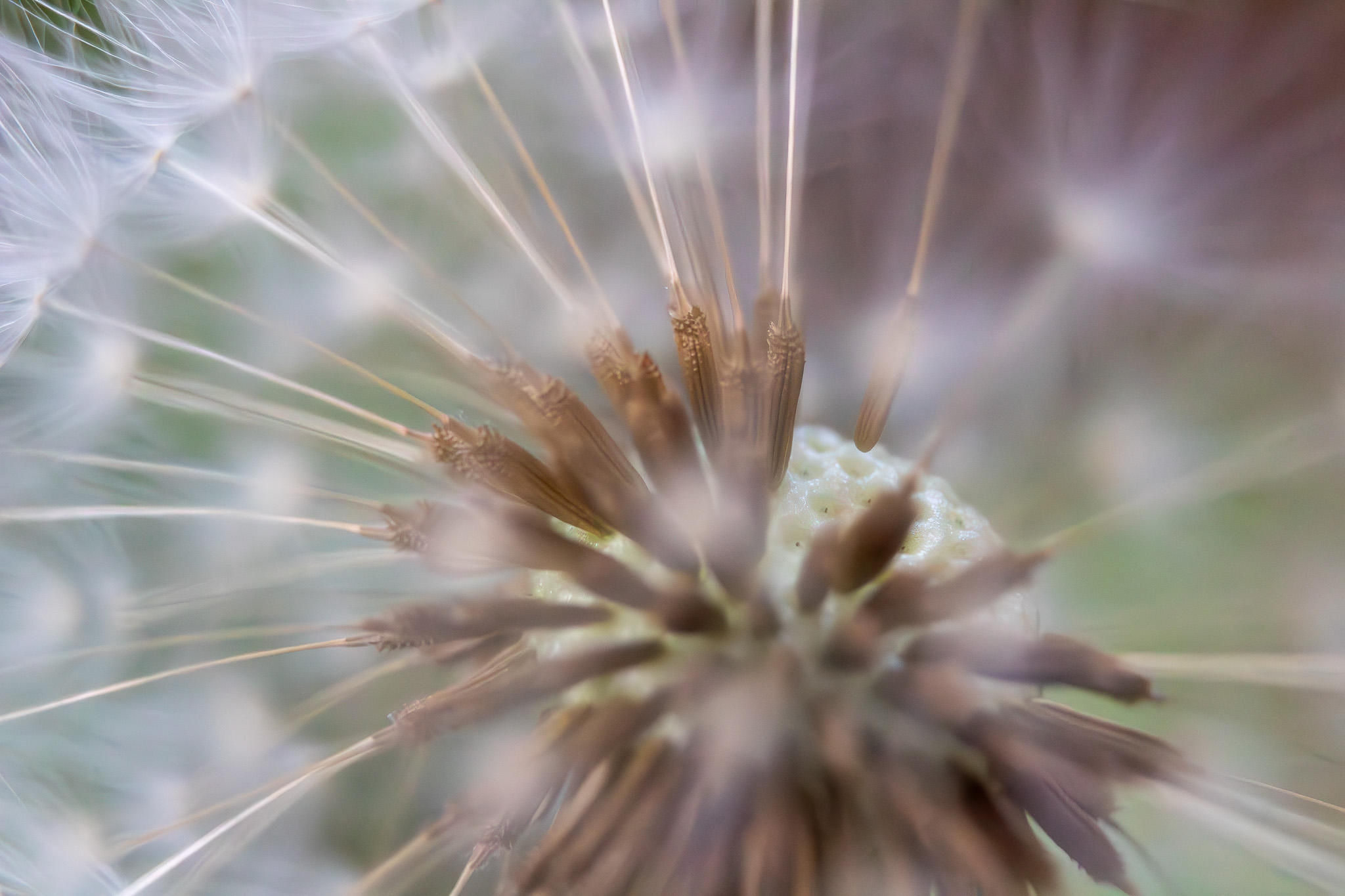 Dandylion Inside smaller.jpg