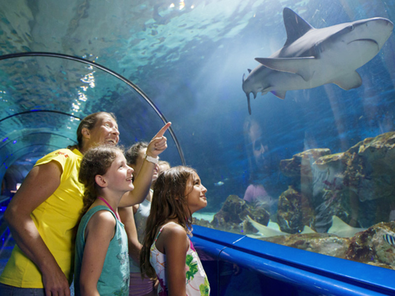 experiences-les-incontournables-le-tunnel-aux-requins-marineland-main.jpeg