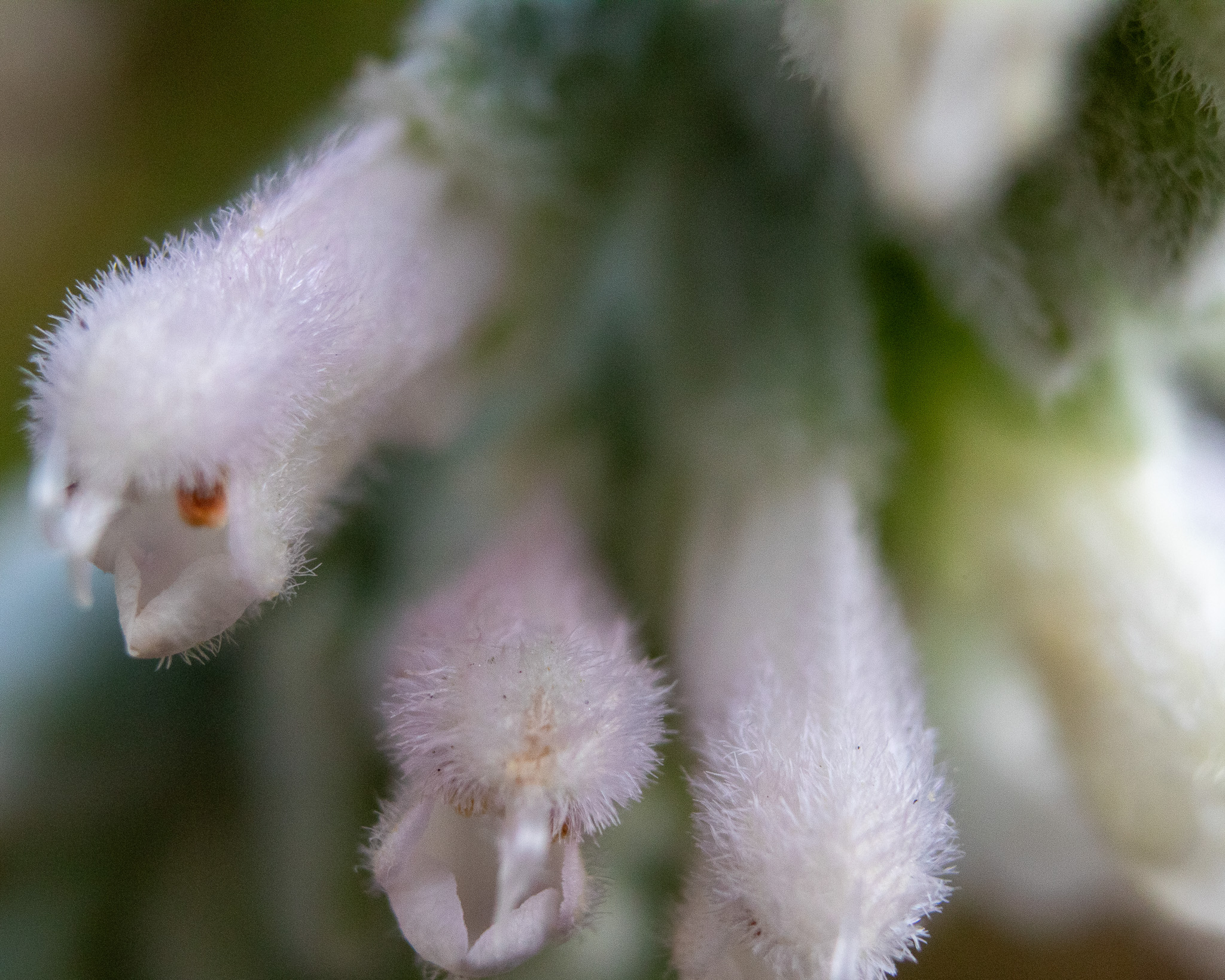 Flower chicken dragon small.jpg