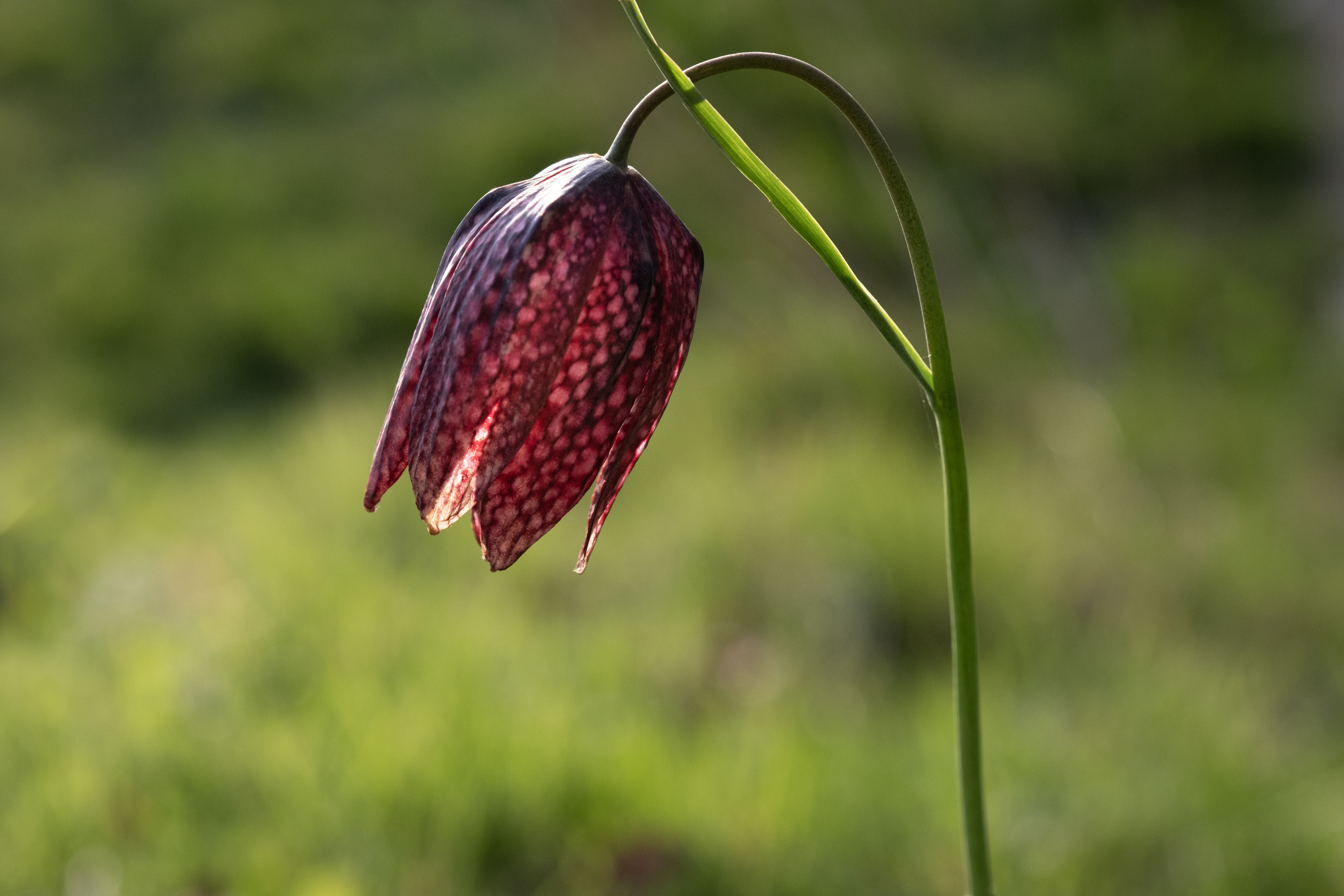 fritillary.jpeg