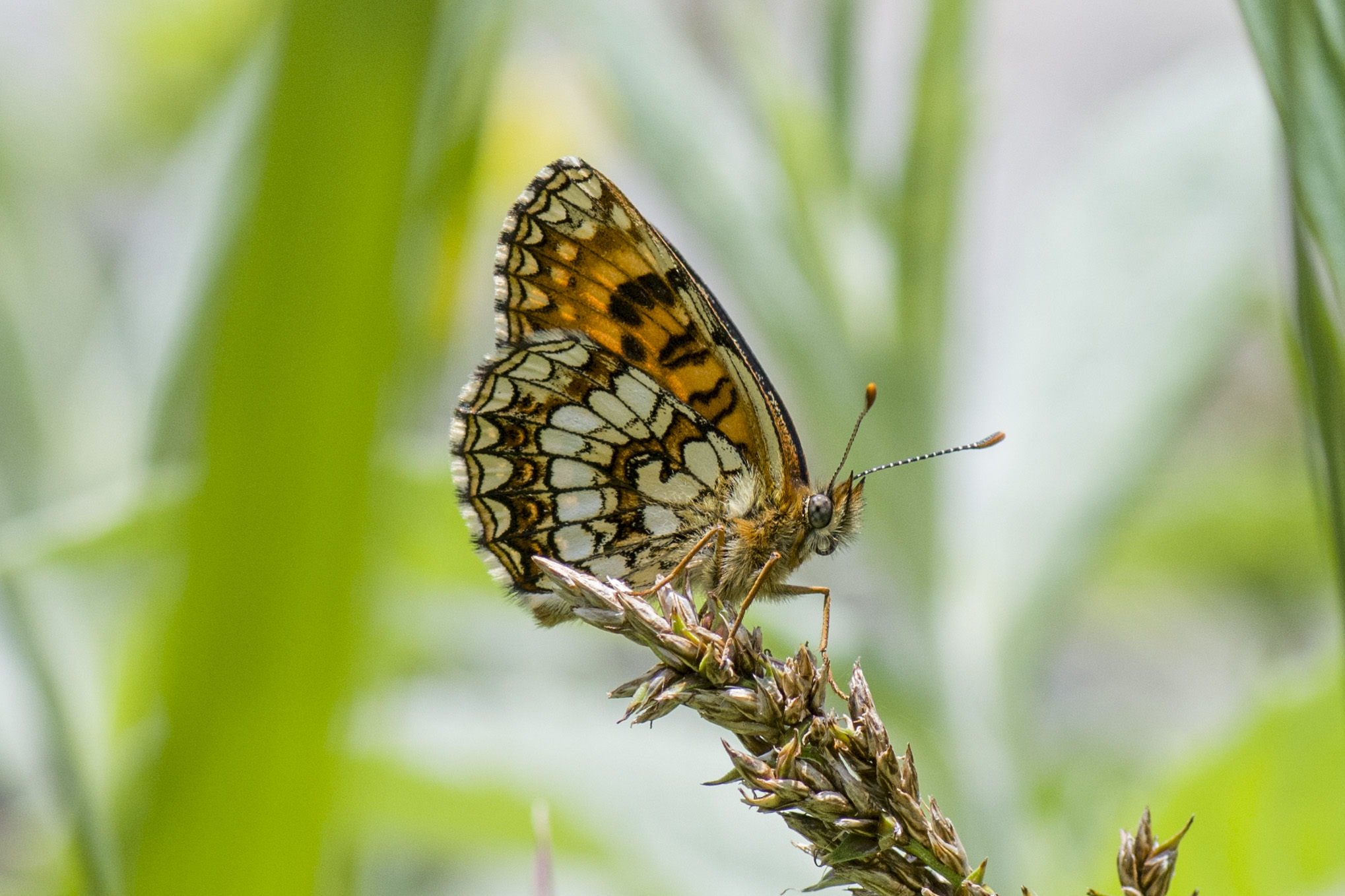 Fritillary_6.jpg