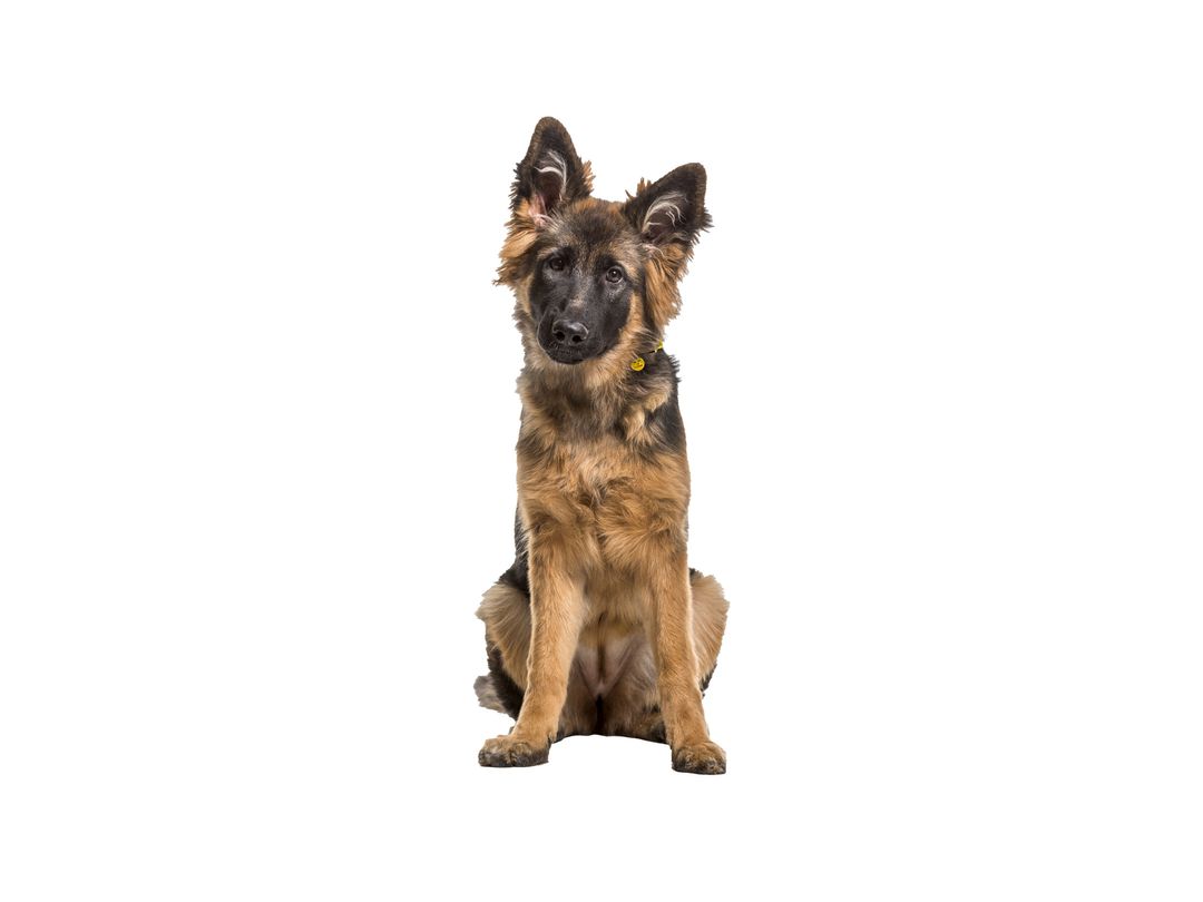 germanshepherd_breed_stock_dogstrust.jpg