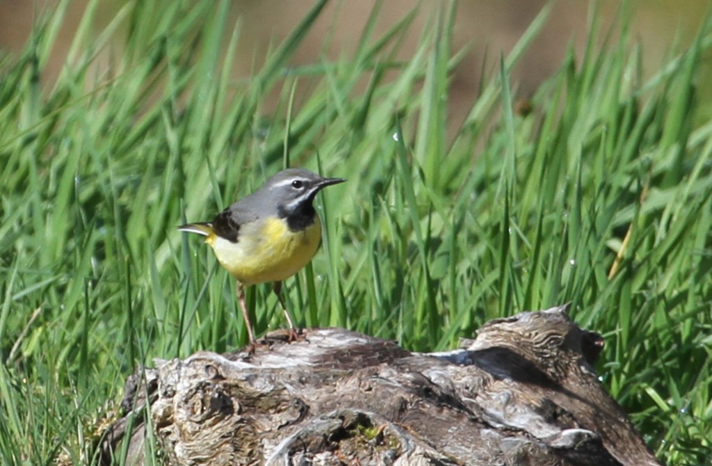 GrayWagtail3.JPG