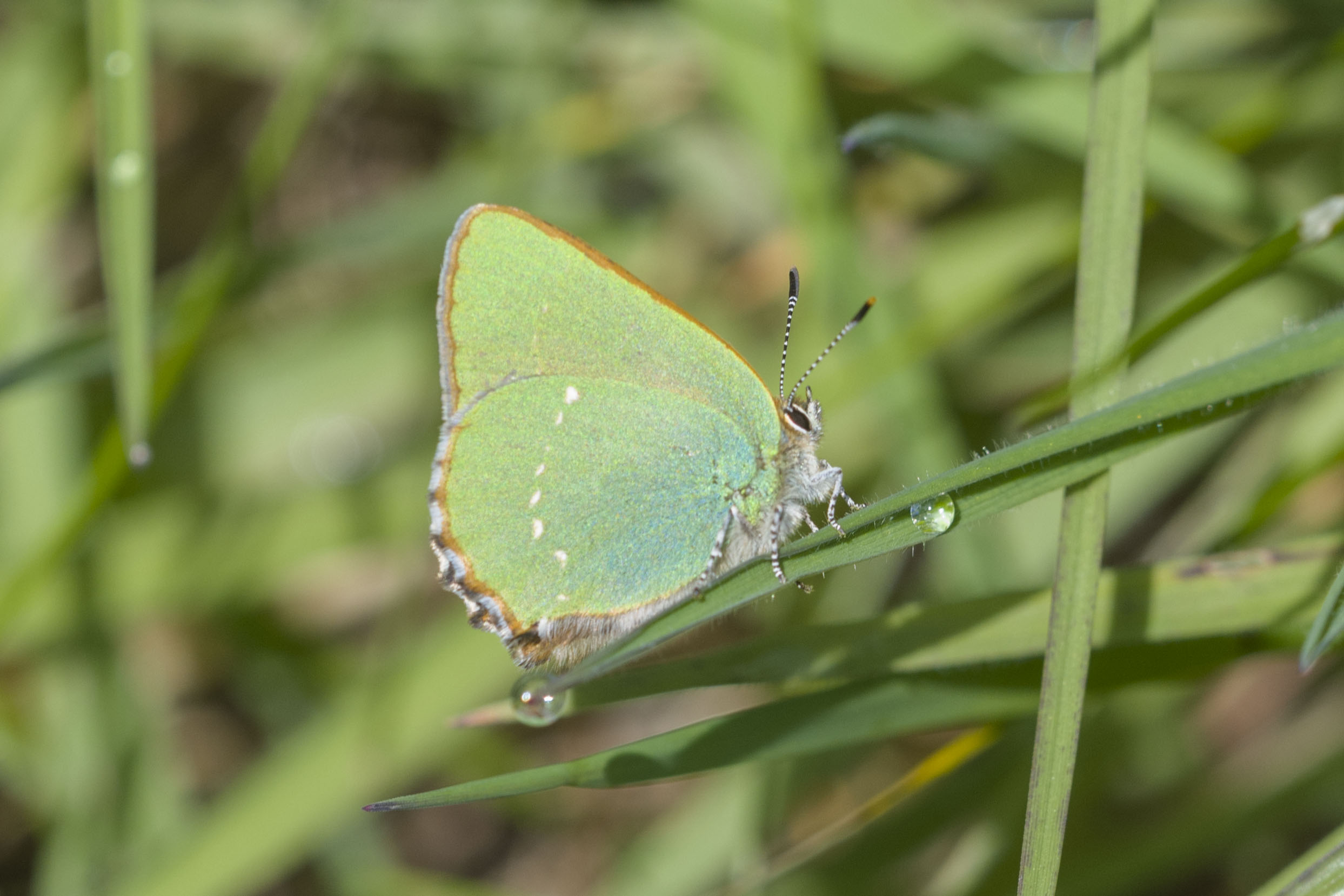 Green Hairstreak 3a.jpg