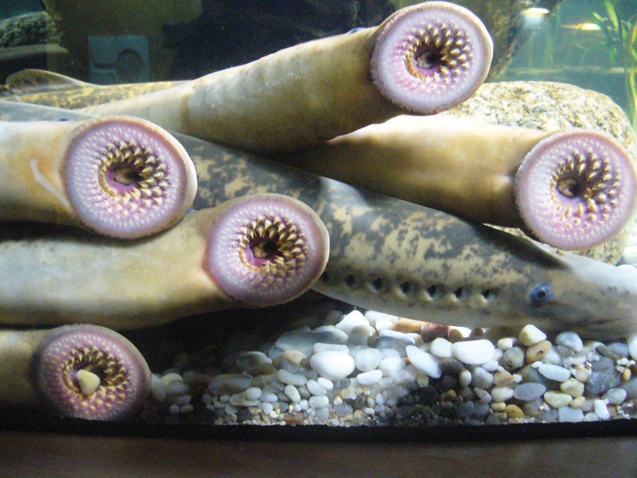 Lampreys.jpg