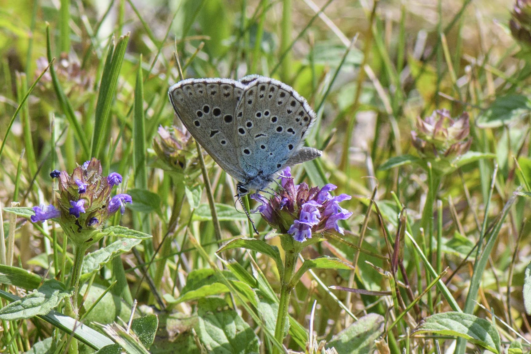 Large Blue.jpg