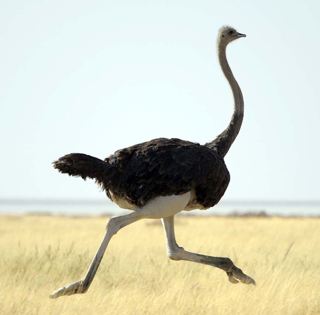 Ostrich.jpg