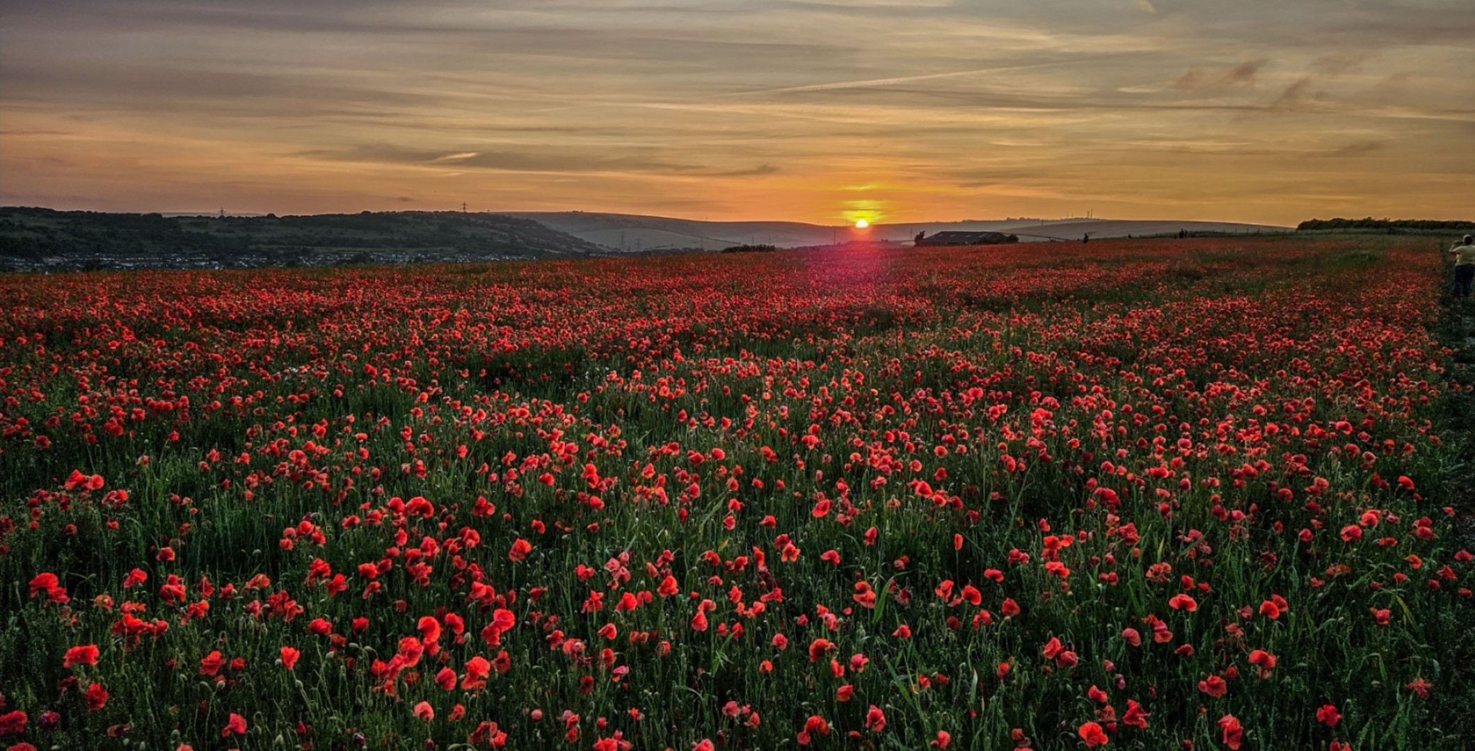 Poppies Foredown.jpg