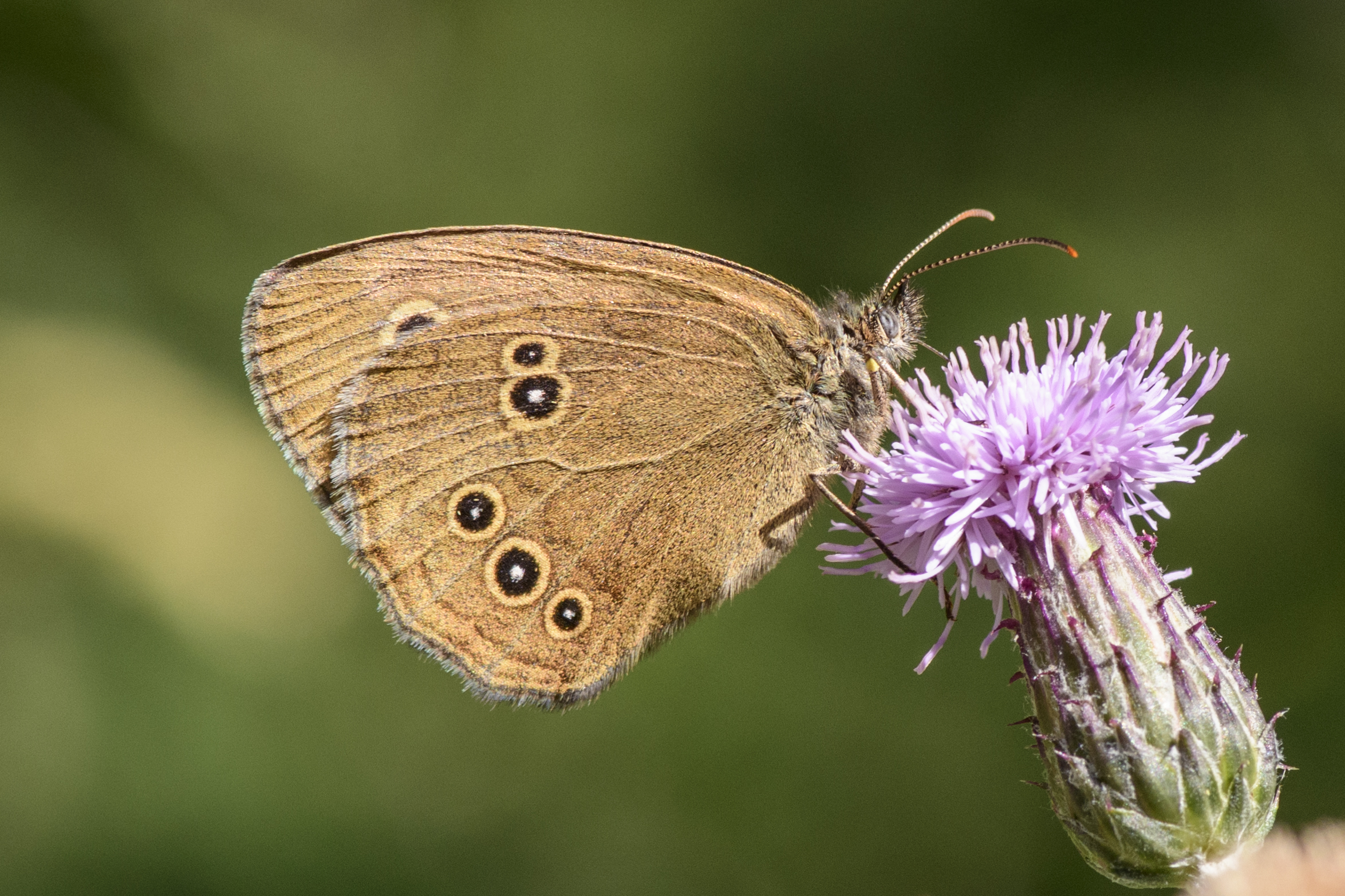 Ringlet_1.jpg