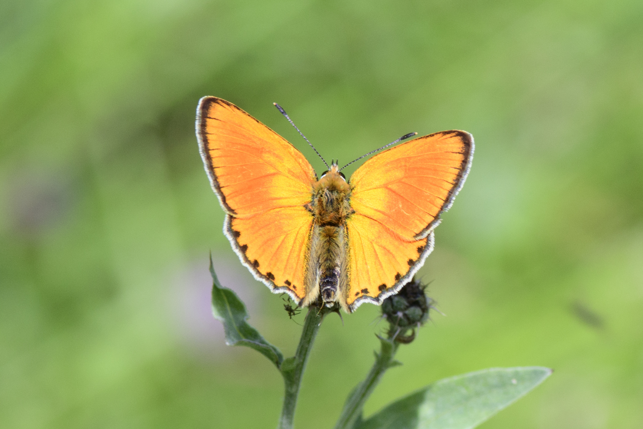 Scarce Copper_1.jpg