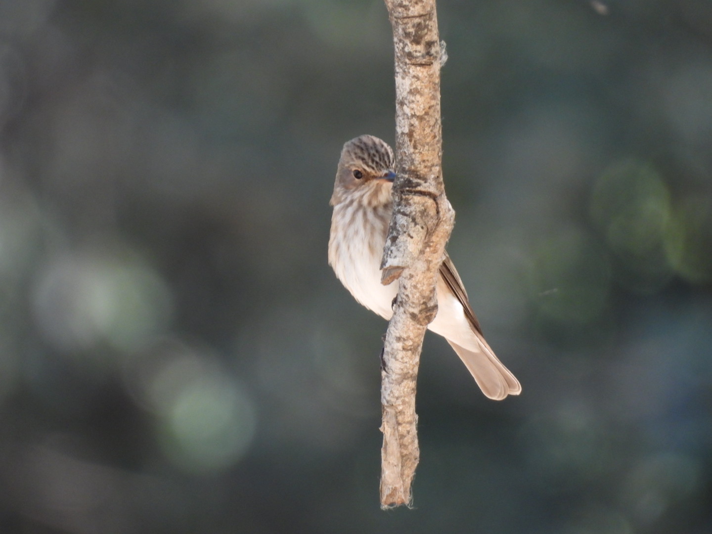 Spotted Flycatcher.JPG