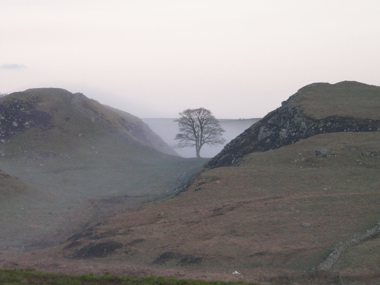 sycamore-gap_2421939484_o.jpg