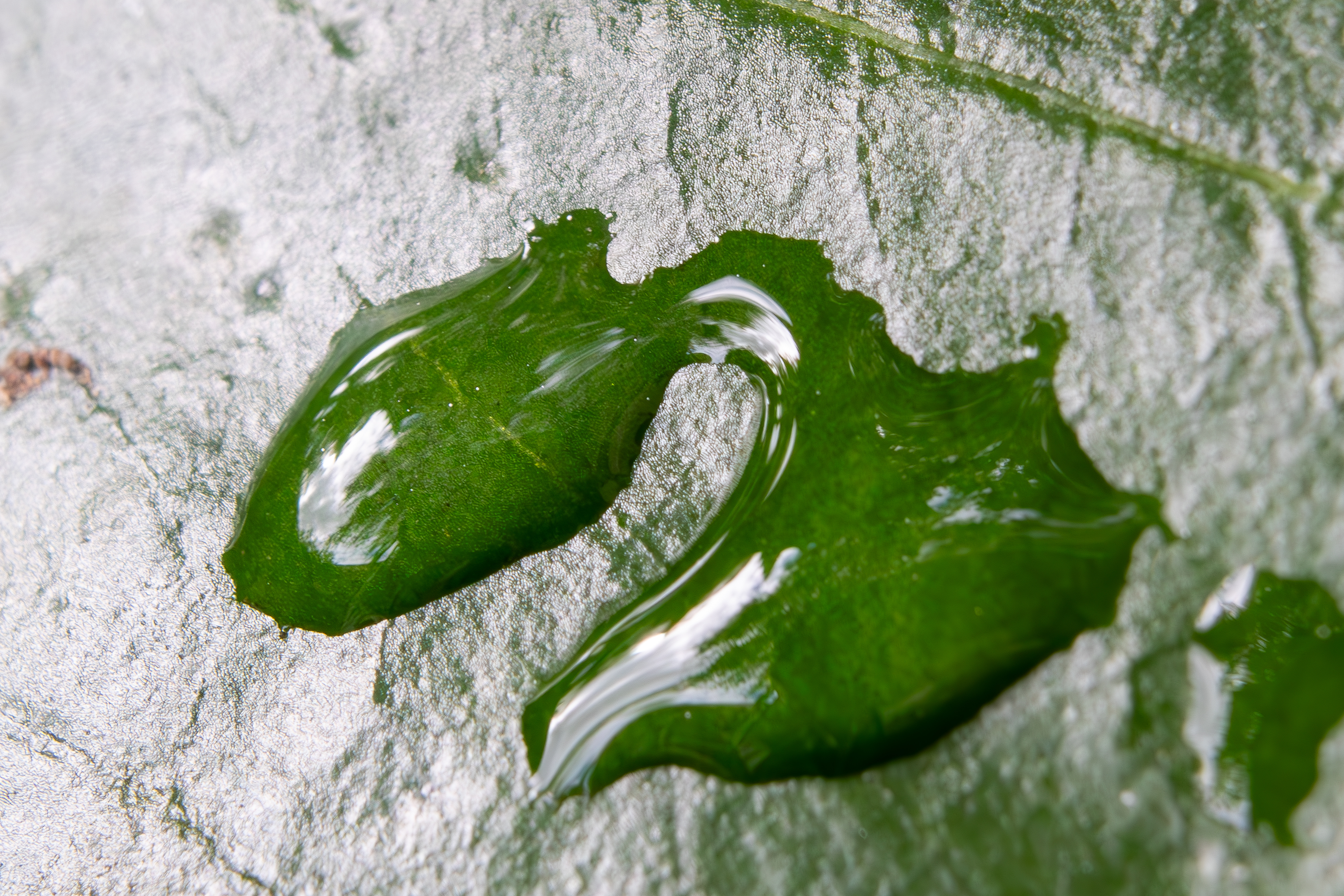 Water on leaf.jpg