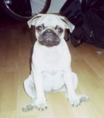 pug-picture-1.jpg