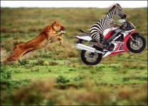 zebrabike.jpg