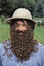 BeeBeard.jpg