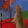 zoo12455678y.gif