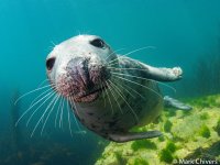 Seals Lundy-2.jpg