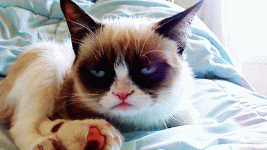 grumpy-cat.gif