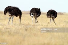 ostrich.jpg