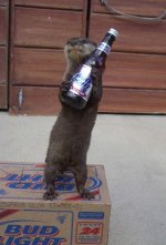 otter-beer.jpg