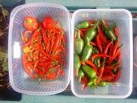 Chillies.jpg