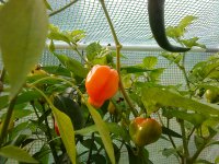 Scotch Bonnet.jpg