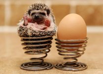 pygmy-hedgehog-pic-masons-news-image-1-866235067.jpg