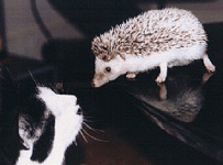 otherpets-hedgehog.gif