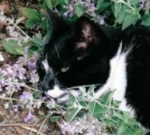 catmint kizz.jpg