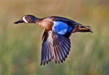 220px-Blue-winged_Teal.jpg