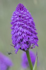 Pyramidal Orchid_3.jpg