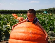 giant-pumpkin-changchun-china.jpg