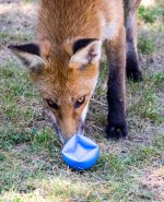 foxy-7a small .jpg