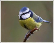 54151593.04_Bluetit.jpg