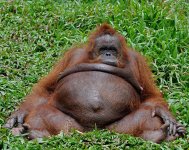 fat-orangutan_1796271i.jpg