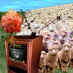 zc2004_tv_sheep.jpg