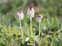 Burnt Orchid NSC.JPG