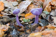 Amethyst Deceiver NSC.JPG