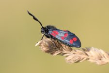 Six-spot Burnet Moth.jpg