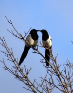 Magpies_2991 (3e).jpg