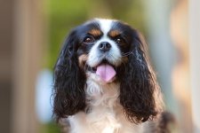 Cavalier-King-Charles-Spaniel-head-portrait-outdoors.jpg