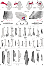 Postcranial-cave-bear-bones-from-the-Zoolithen-Cave-and-damage-history-by-chew-bite-and.png