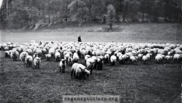 Sheep on the pitch.jpg