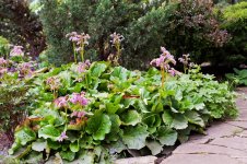 bergenia-transplant-1.jpg