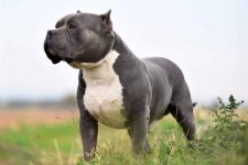 Big-American-Bully-XL.jpg