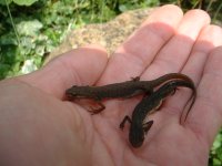 Two_newts.jpg