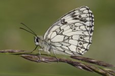 Marbled White_1.jpg